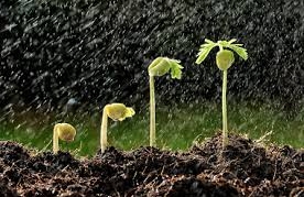 Chuva acima da média impulsiona produtividade do 1º mês de 2023/24 ( 18,5% ante 2022/23)